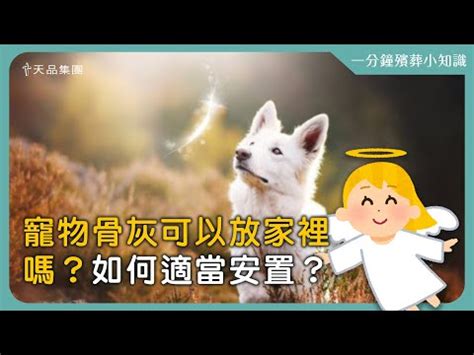 貓咪骨灰可以放家裡嗎|寵物骨灰如何安置？你的思念牠都知道 只要你好好的～